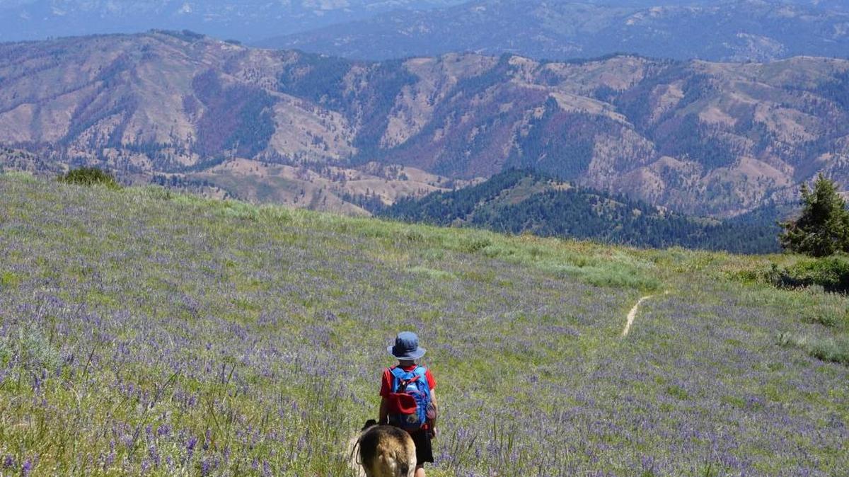 Wildflowers and butterflies are abundant on the Mores Mountain trail. Here, my son Oliver and dog Greta hike through a sea of purple.