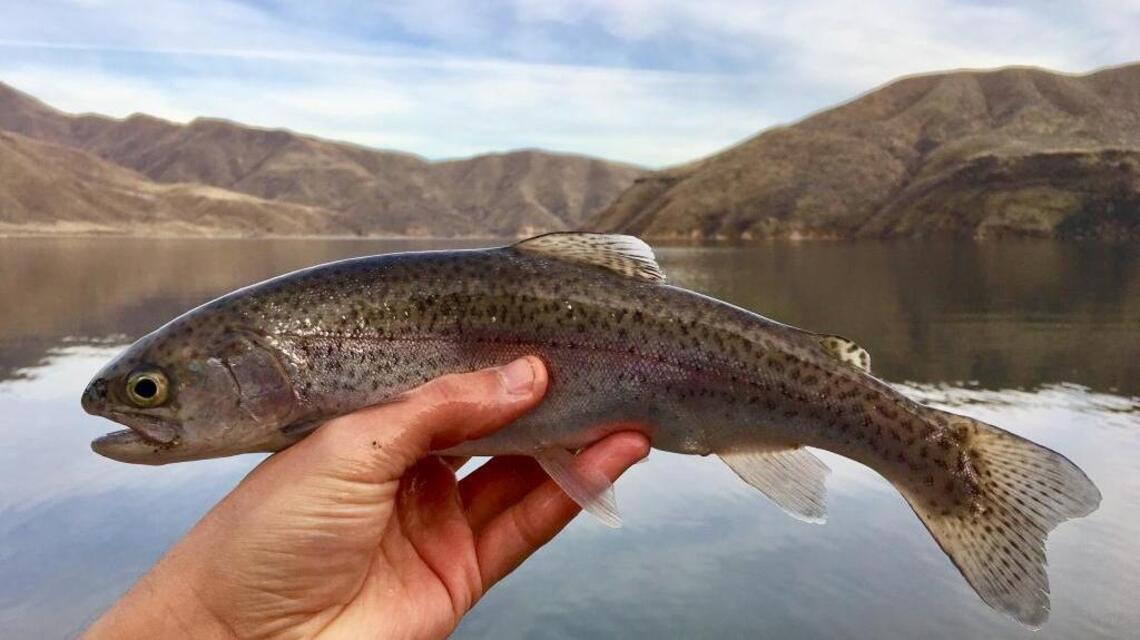 Take advantage of spring-like weather at Arrowrock (fishing report, Jan. 19)