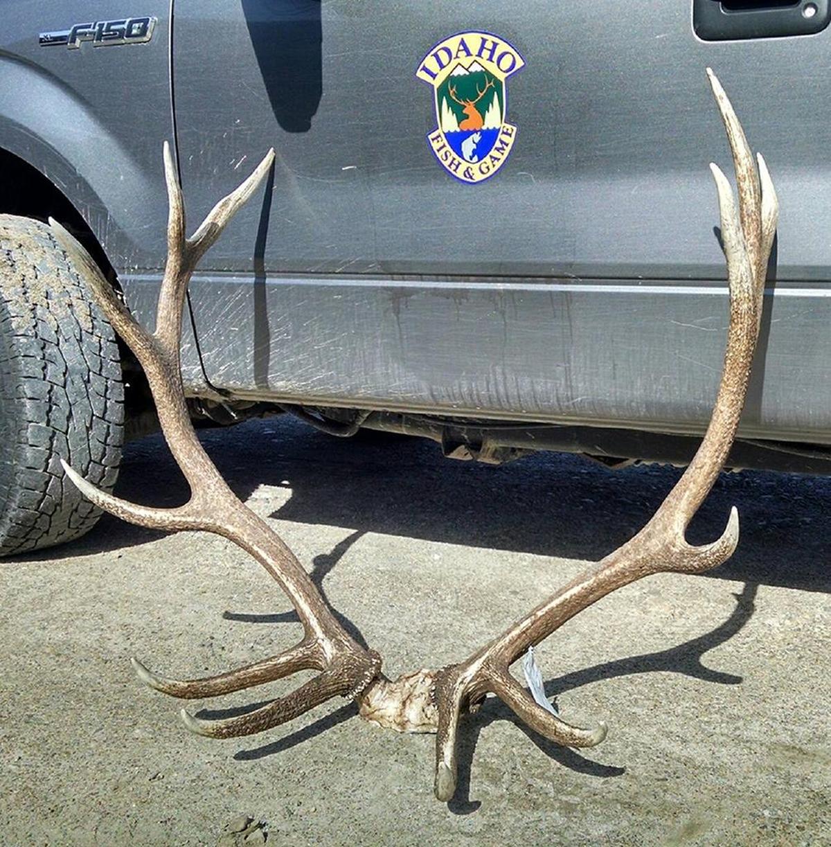 These antlers from a poached elk were scored between 310 and 330 points, which qualifies for trophy status.
