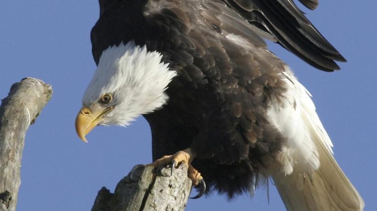 A pair of bald eagles are nesting at the Deer Flat National Wildlife Refuge.