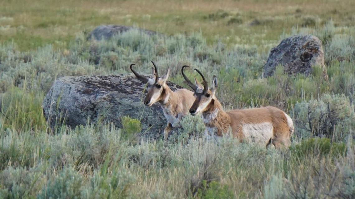 More Idaho farmers, ranchers can now get federal funds to help migrating wildlife