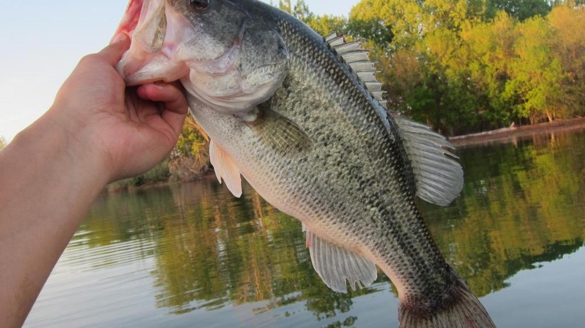 Lake Lowell bass season begins this week.