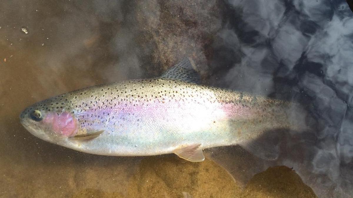 Rainbow trout.