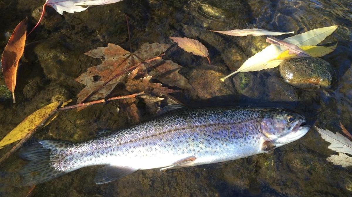 Rainbow trout.
