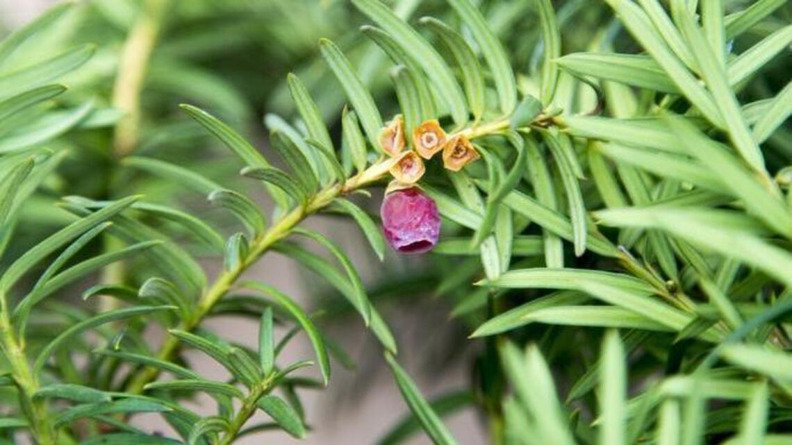 101 big-game animals died of yew poisoning last winter in Idaho but some oppose ban