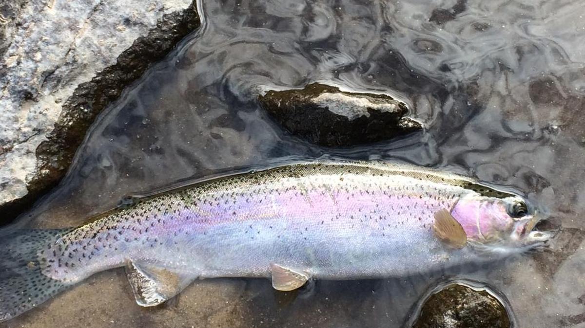 Rainbow trout.