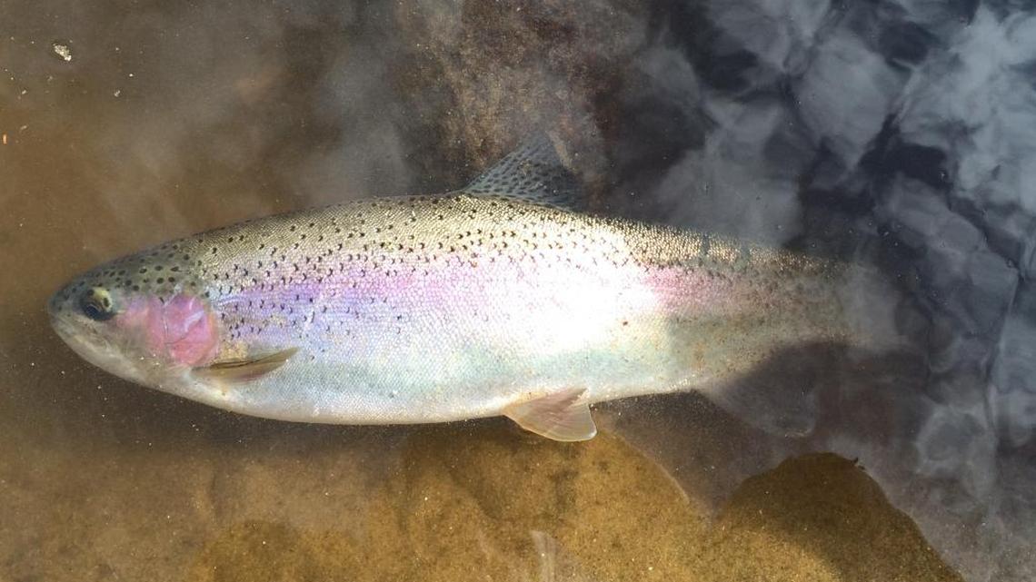 Rainbow trout.
