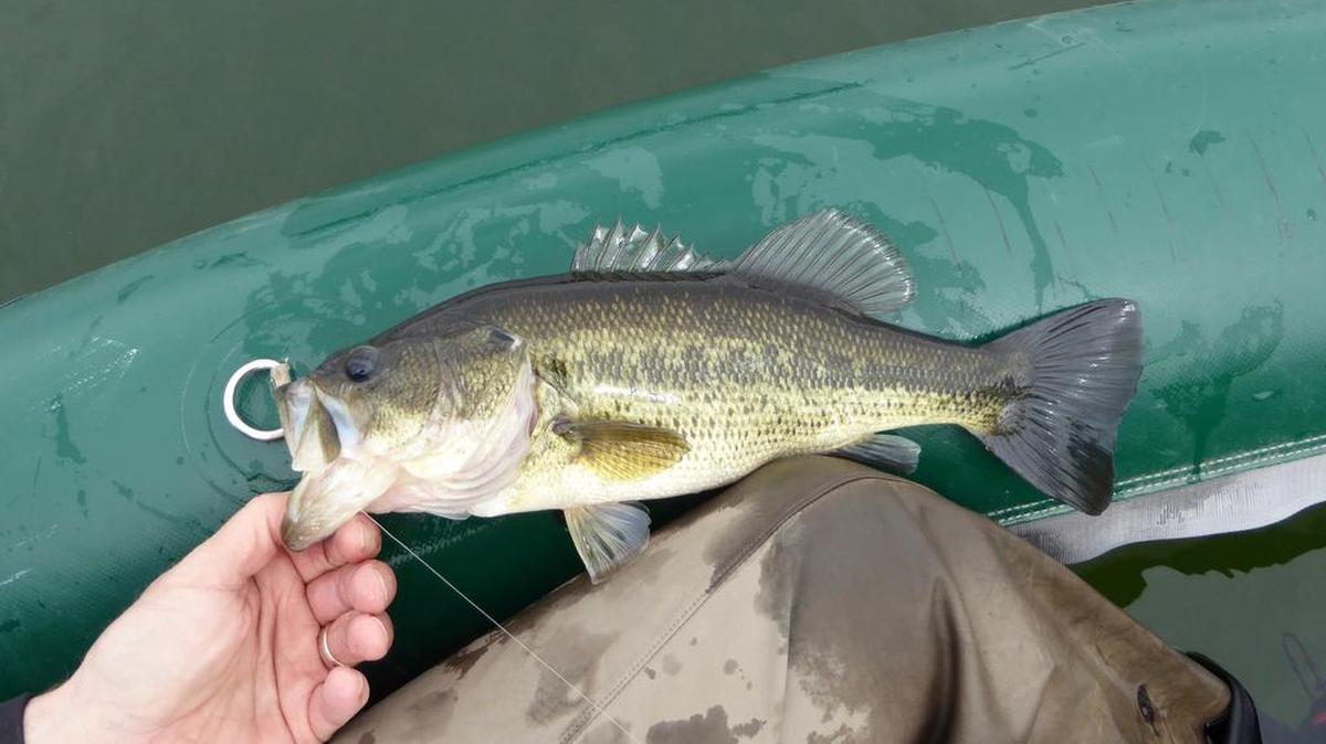 Largemouth bass are among the species that will be collected at C.J. Strike.