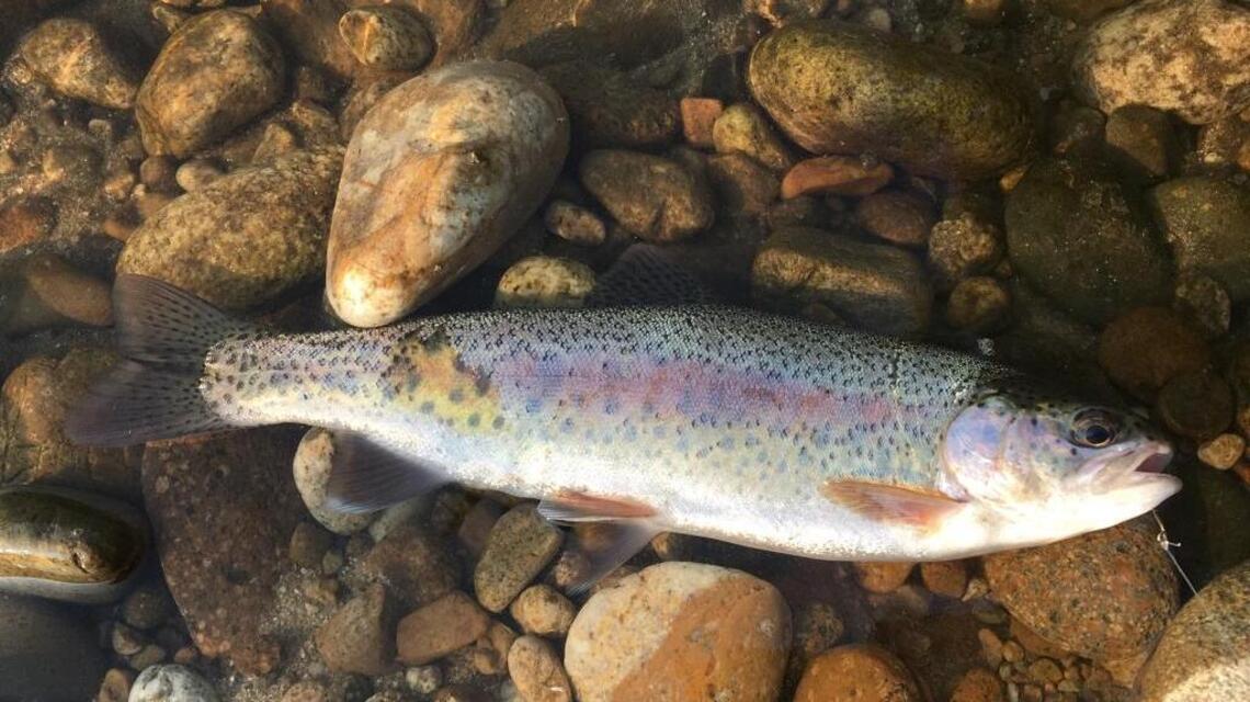 Flooding might have spoiled your favorite Boise River spot (fishing report, Aug. 11)