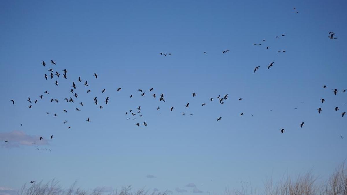 Snow and greater white-fronted geese inhabit the Fort Boise Wildlife Management Area by the thousands in March and April. Here, a flock of white-fronted geese dots the sky.