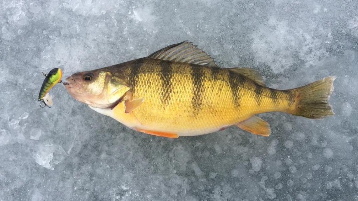 Perch from C.J. Strike Reservoir.