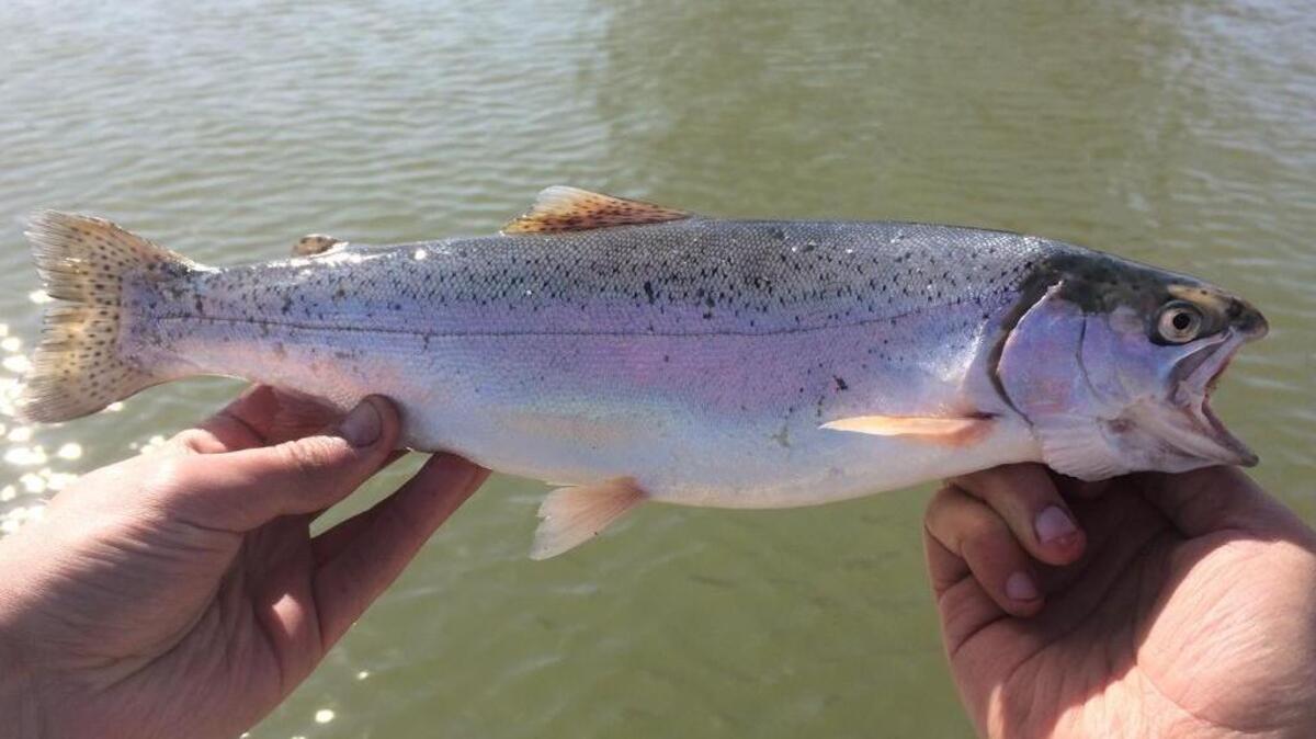 C.J. Strike Reservoir is a good place to go for a stringer of rainbow trout this spring.