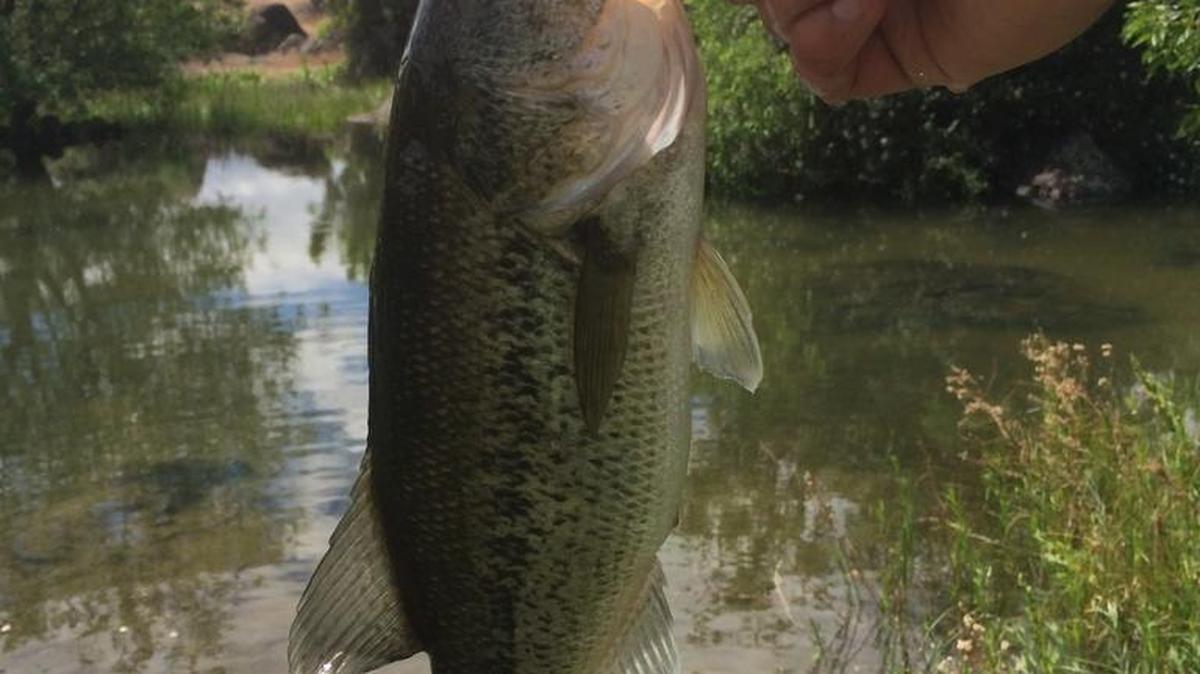Largemouth bass.