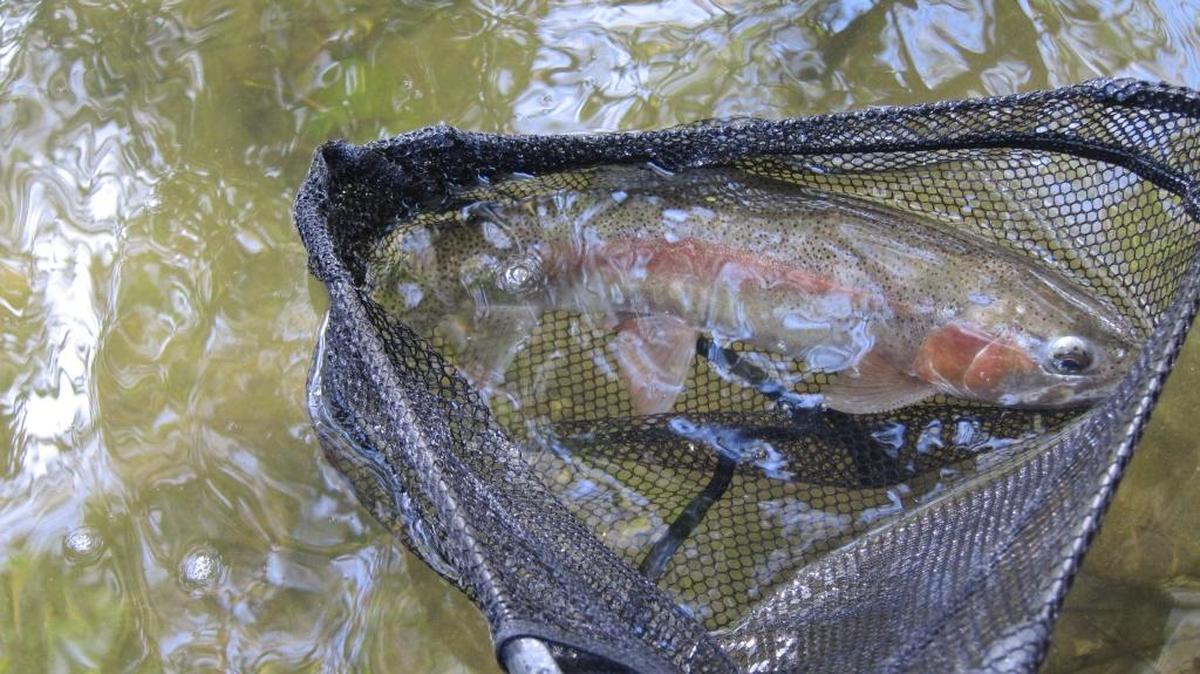 Boise River rainbow trout.