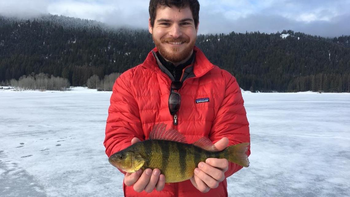 It’s jumbo perch season at Lake Cascade. Specimens like this 14-incher — which would be unheard of on most lakes — are relatively common catches through the ice.
