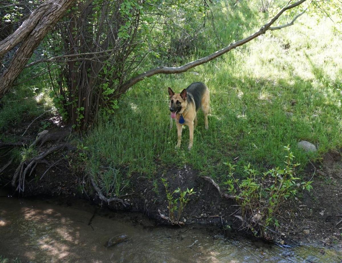 My dog, Greta, did a little off-leash exploring during a break along the creek.