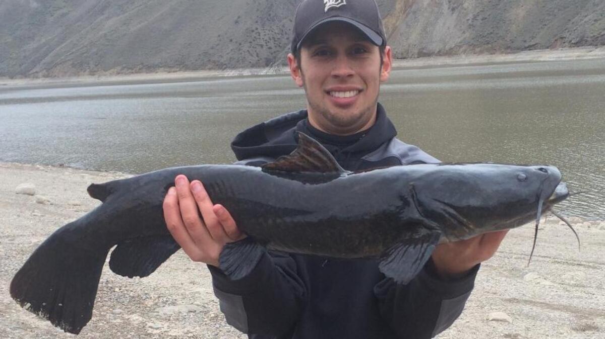 Flathead catfish.