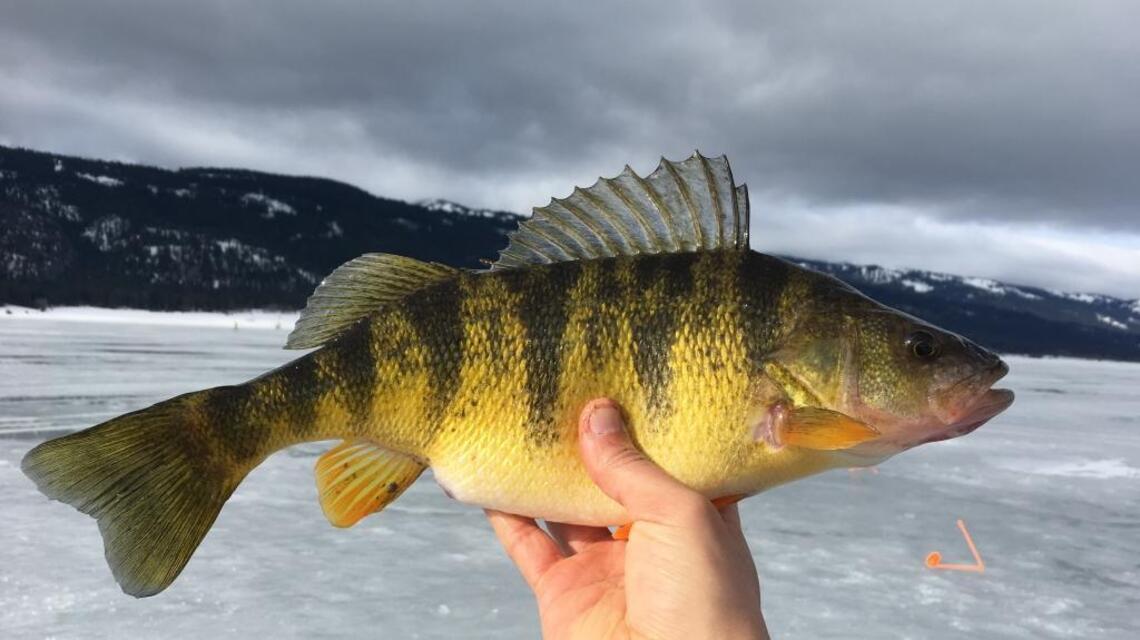 Freeze brings ice fishing back to forefront in Idaho (fishing report, Feb. 23)