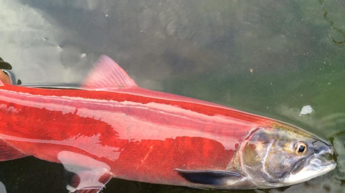 Fishing for Labor Day? Try these local rivers and creeks (fishing report, Sept. 1)