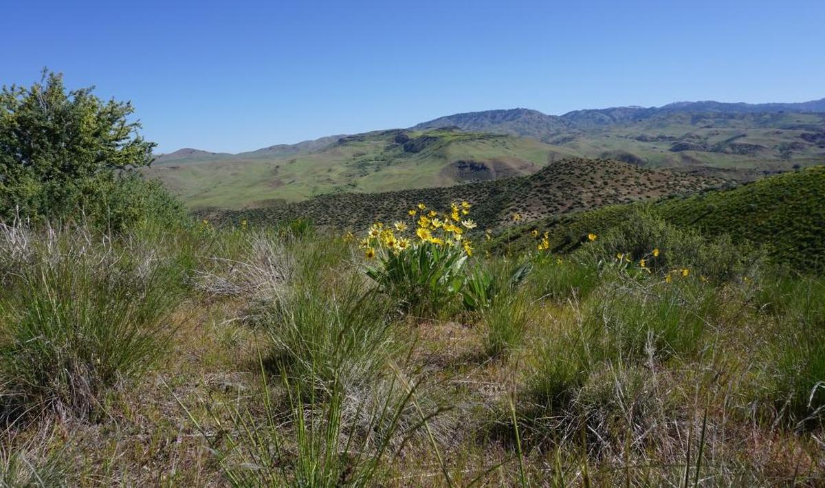 Peggy’s Trail climbs to a nice view of the Boise Front, then drops into a valley.
