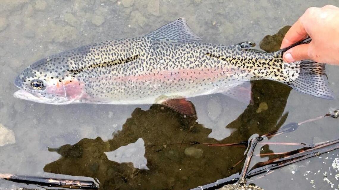 Hagerman Valley presents many angling options (fishing report, March 23)