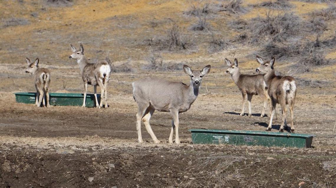 Feeding sites east of Weiser provided much-needed nutrition to about 1,000 mule deer. Still, dozens of deer were found dead in the area.