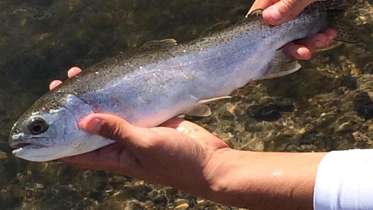 Rainbow trout.