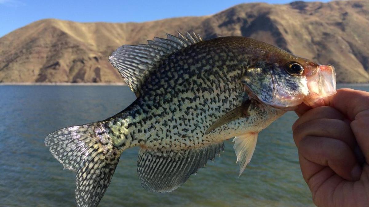 The crappie are biting at Brownlee Reservoir.
