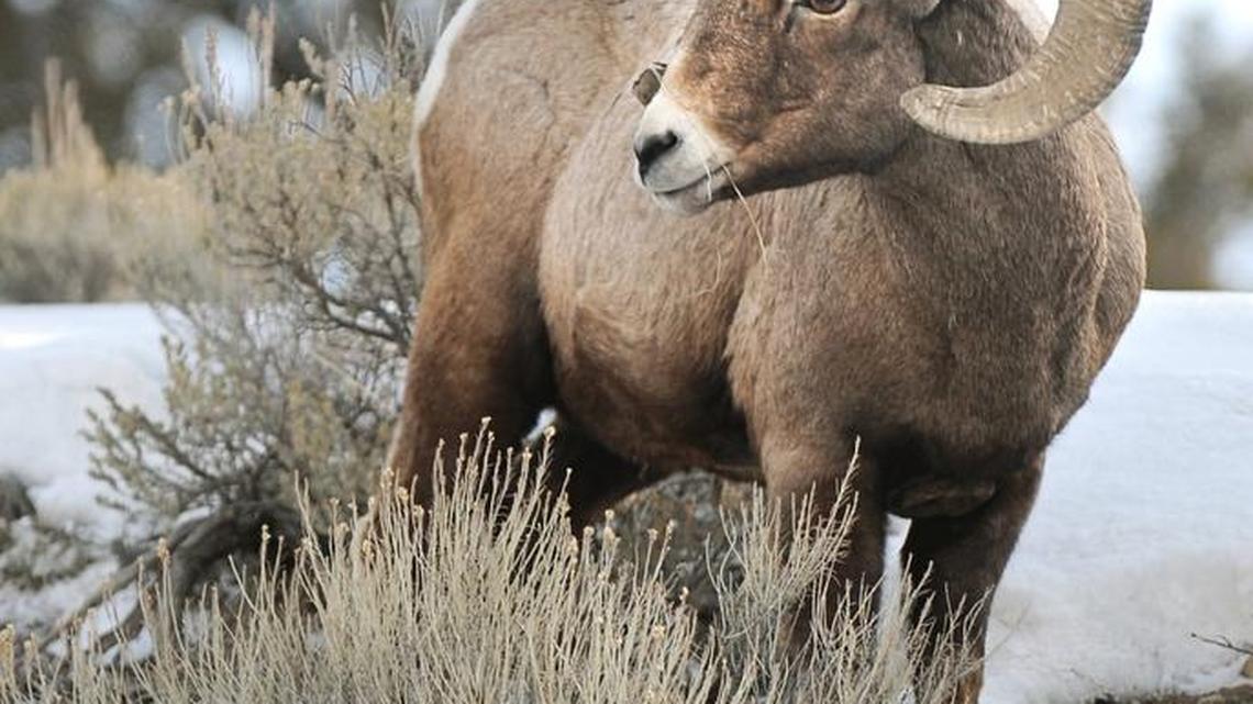 A bighorn sheep munches on a blade of grass in Yellowstone National Park in Gardiner, Mont.
