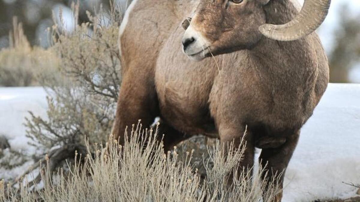 A bighorn sheep munches on a blade of grass in Yellowstone National Park in Gardiner, Mont.