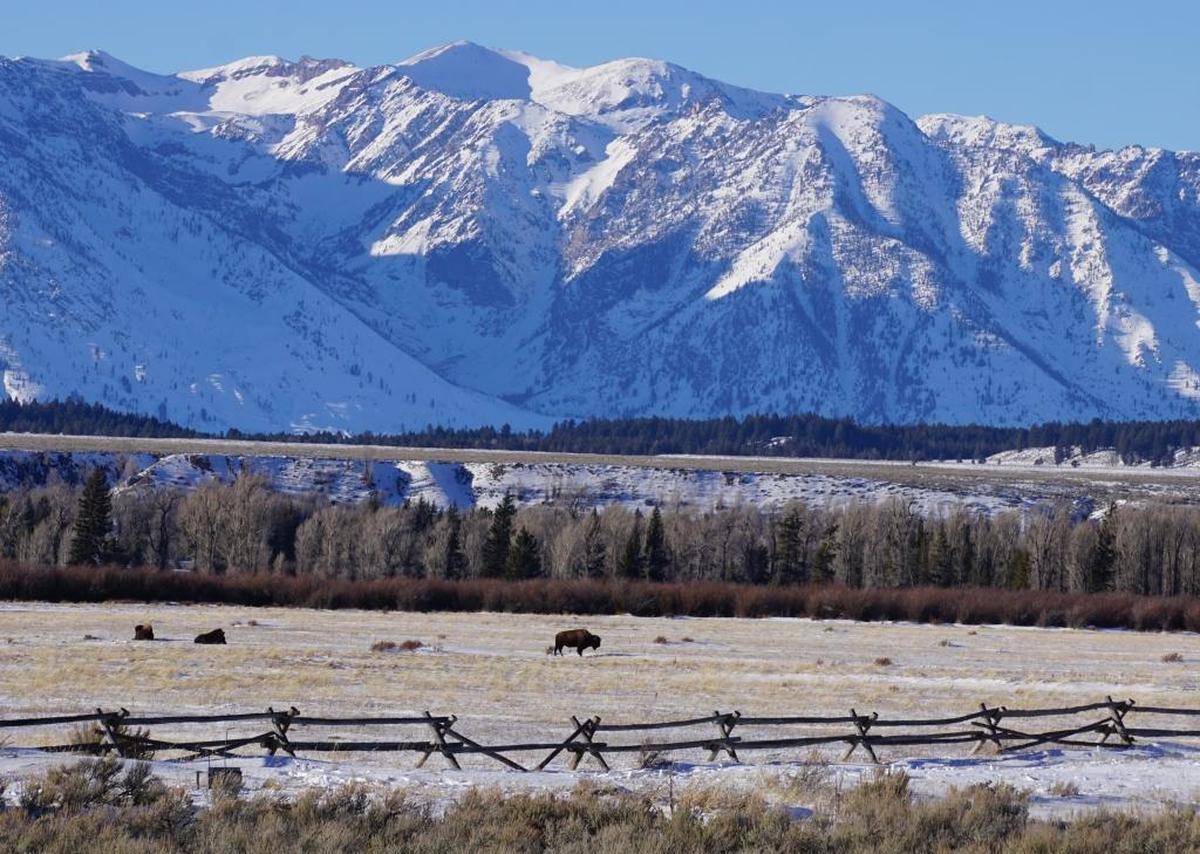 We took a drive through Grand Teton National Park after the skiing and caught this scene of buffalo grazing below the mountains.