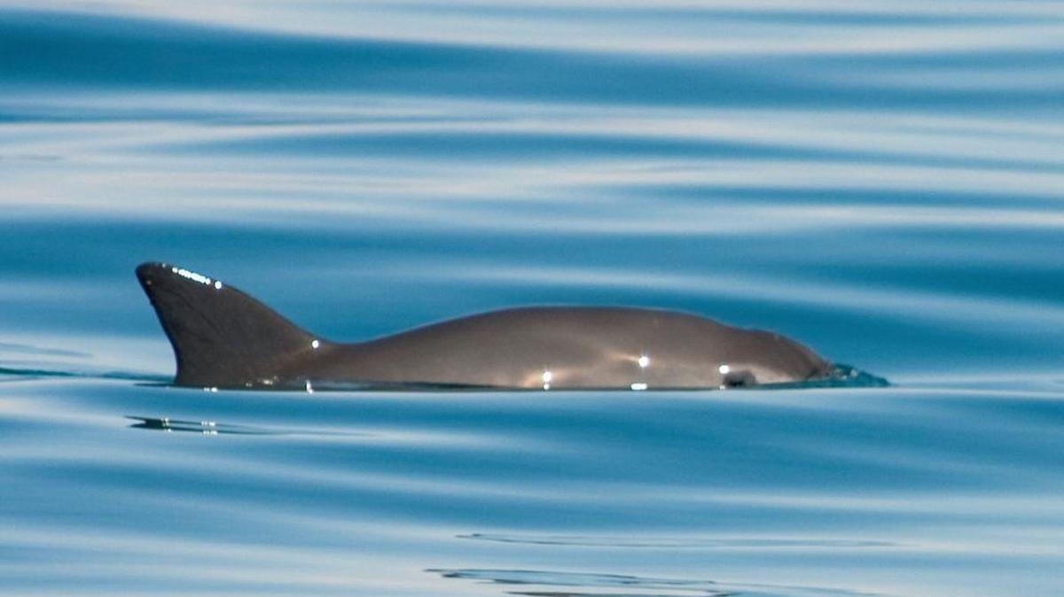 The vaquita is nearly extinct in the northern Gulf of California.