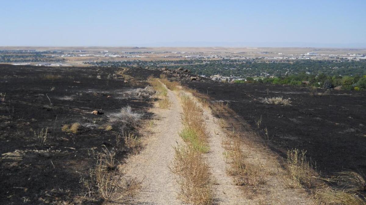 Many trails appear as a brown strip amid black ground.