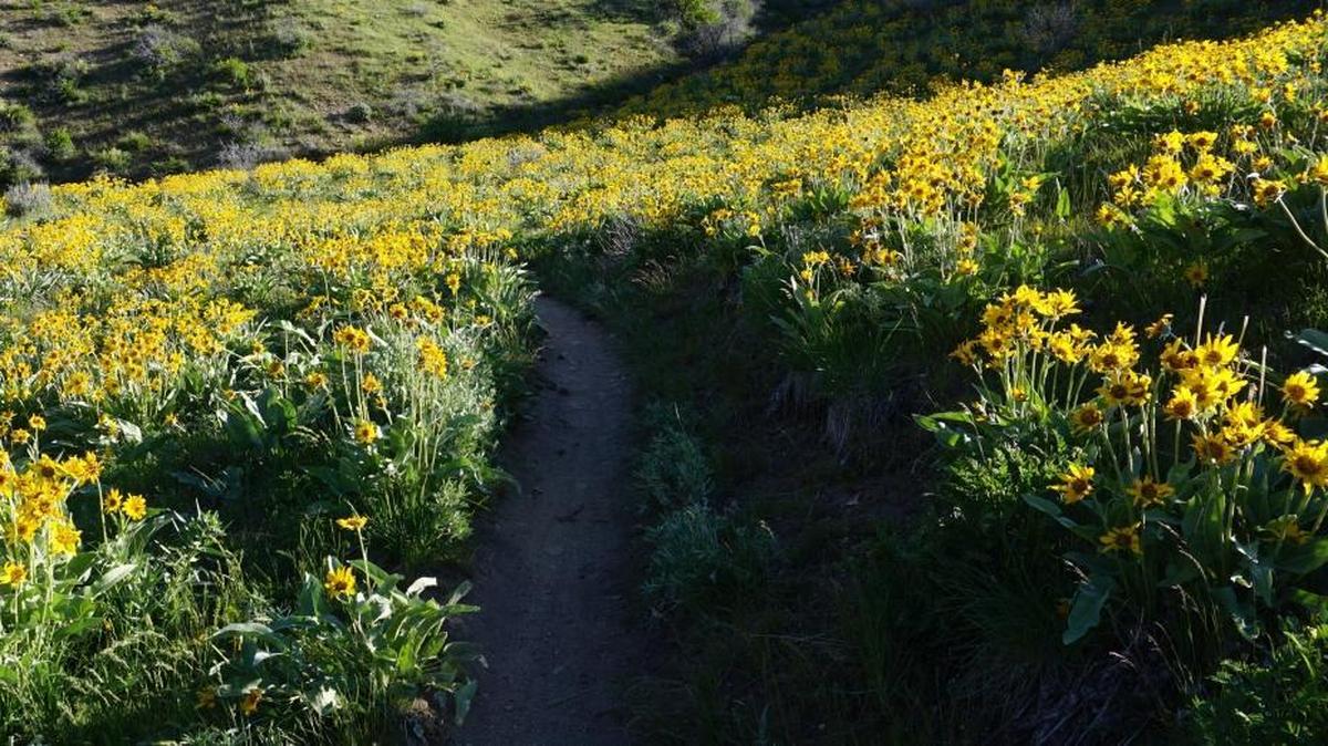 The Watchman trail knifes through a field of arrowleaf balsamroot.