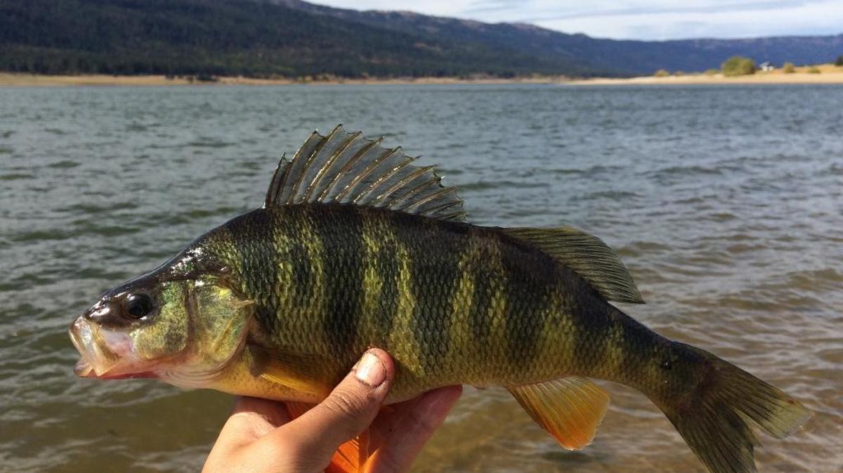 A Lake Cascade perch.