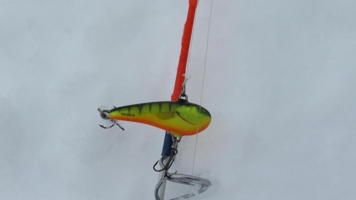 The Salmo Chubby Darter.
