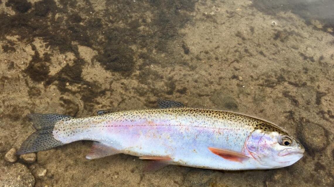 Trout are biting on the Boise River (fishing report, Dec. 1)