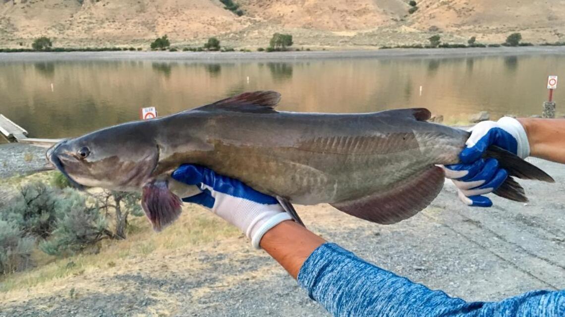 Chase catfish at Brownlee; last chance for Chinook (fishing report, July 28)