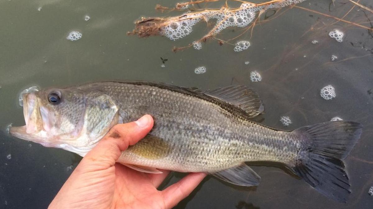 Largemouth bass.