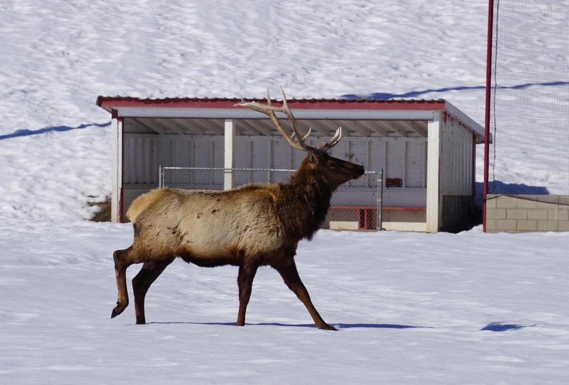A bull elk walks through the baseball field at Weiser Memorial Park.