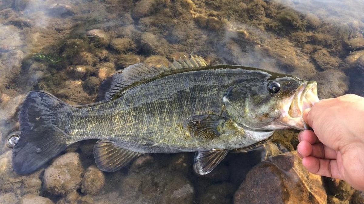 Payette River smallmouth bass.