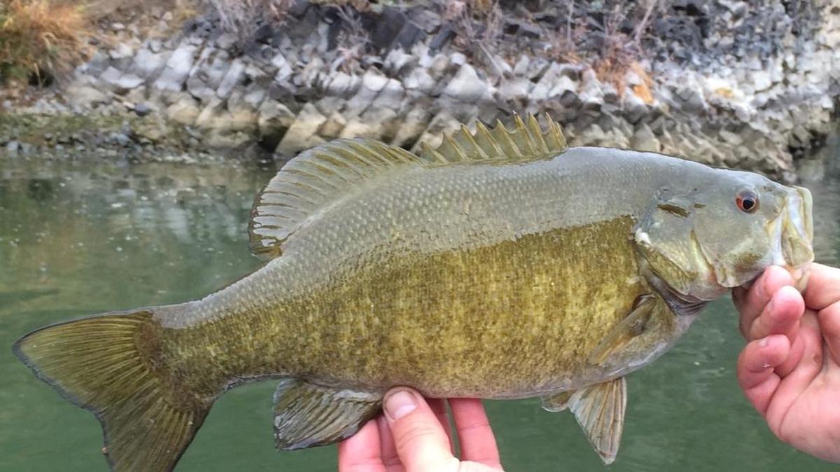 Smallmouth bass