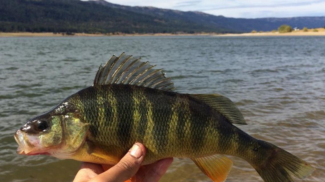 Yellow perch is one of many species available at beautiful Lake Cascade north of Boise. The perch get big and aggressive.