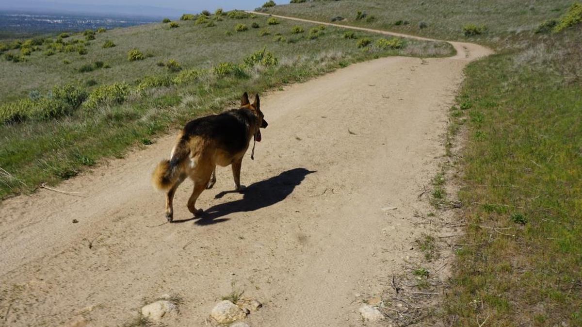 Most Boise Foothills trails allow dogs to walk off-leash — a policy that is popular but also can be troublesome.