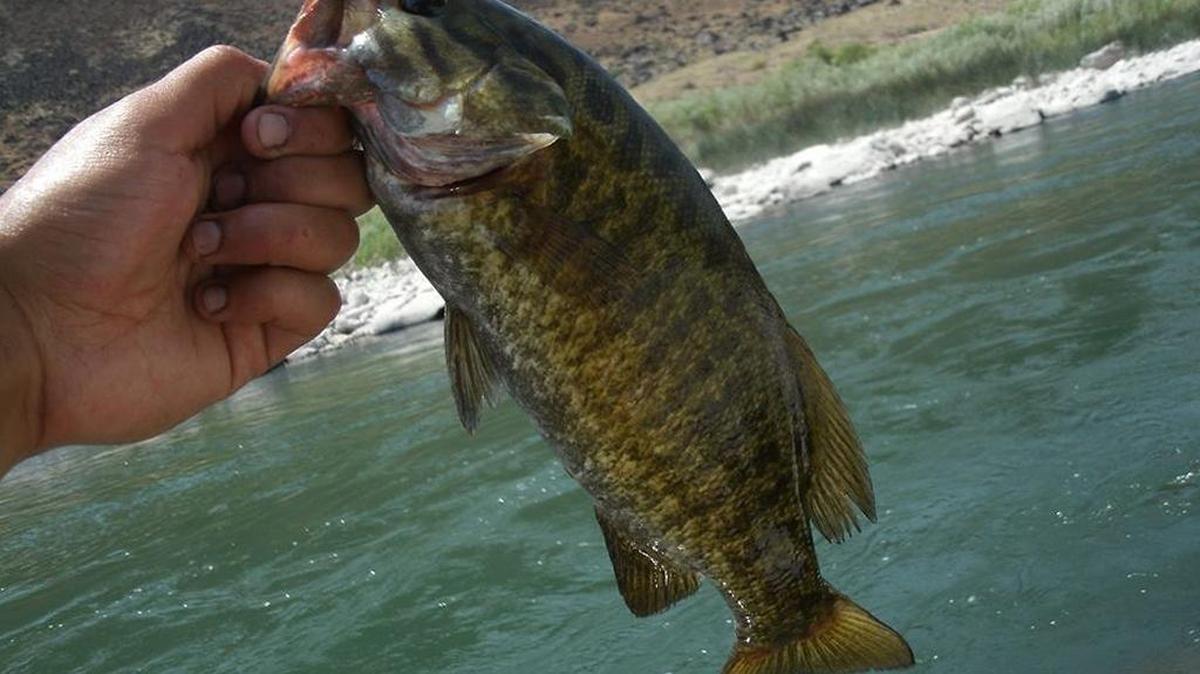 Smallmouth bass.