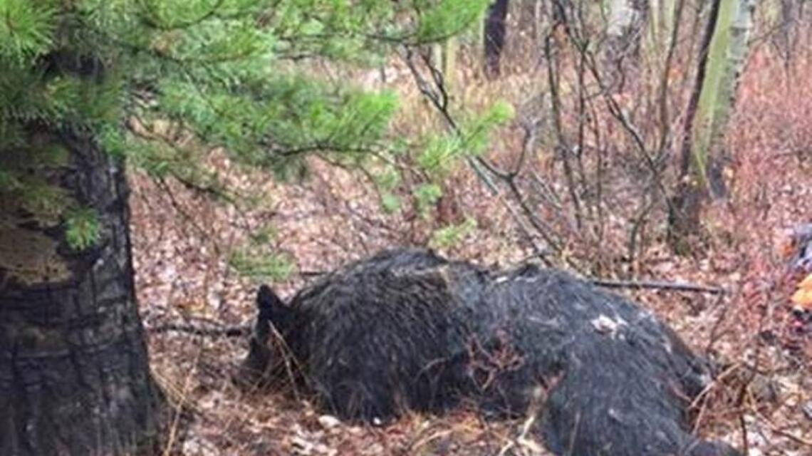 Do you have info on this grizzly bear killed in East Idaho? Two rewards offered