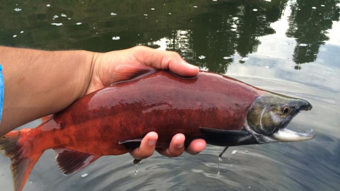 Kokanee salmon