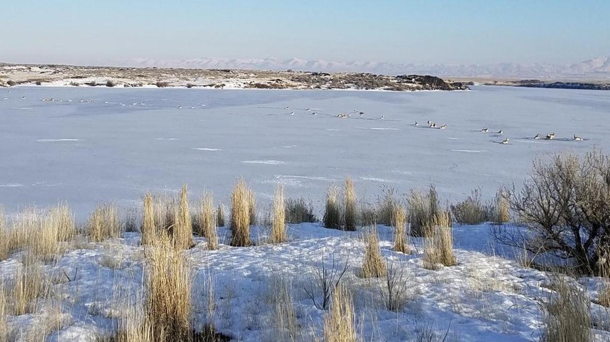 A herd of antelope tried to cross the frozen Snake River with terrible results Sunday.