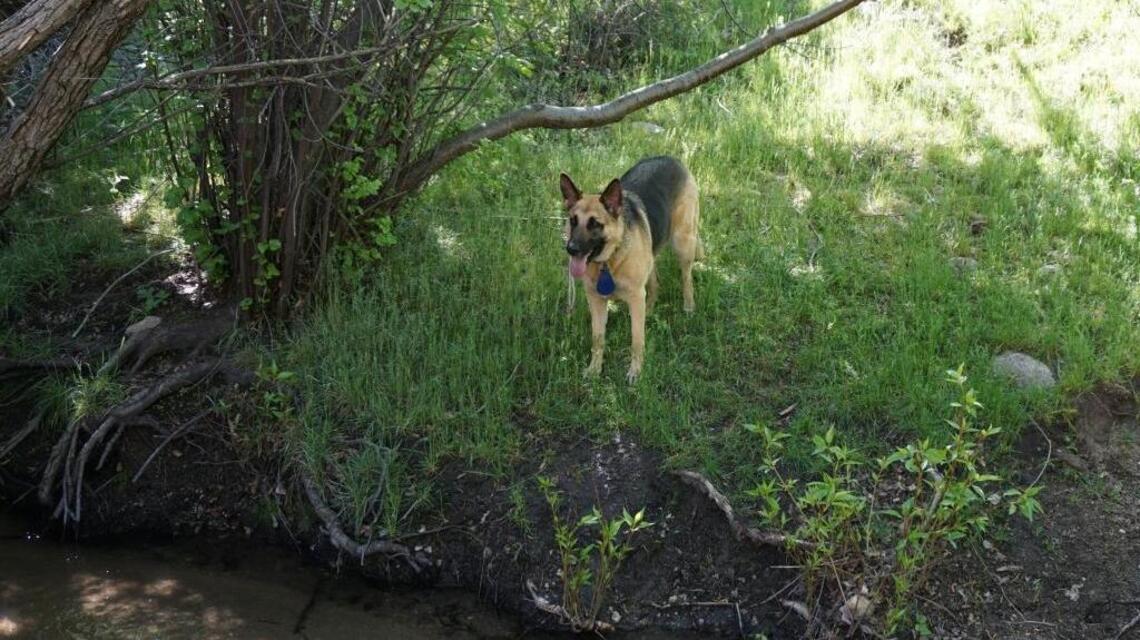 Know the signs of heat stroke in your dog — and key steps you can take to prevent it
