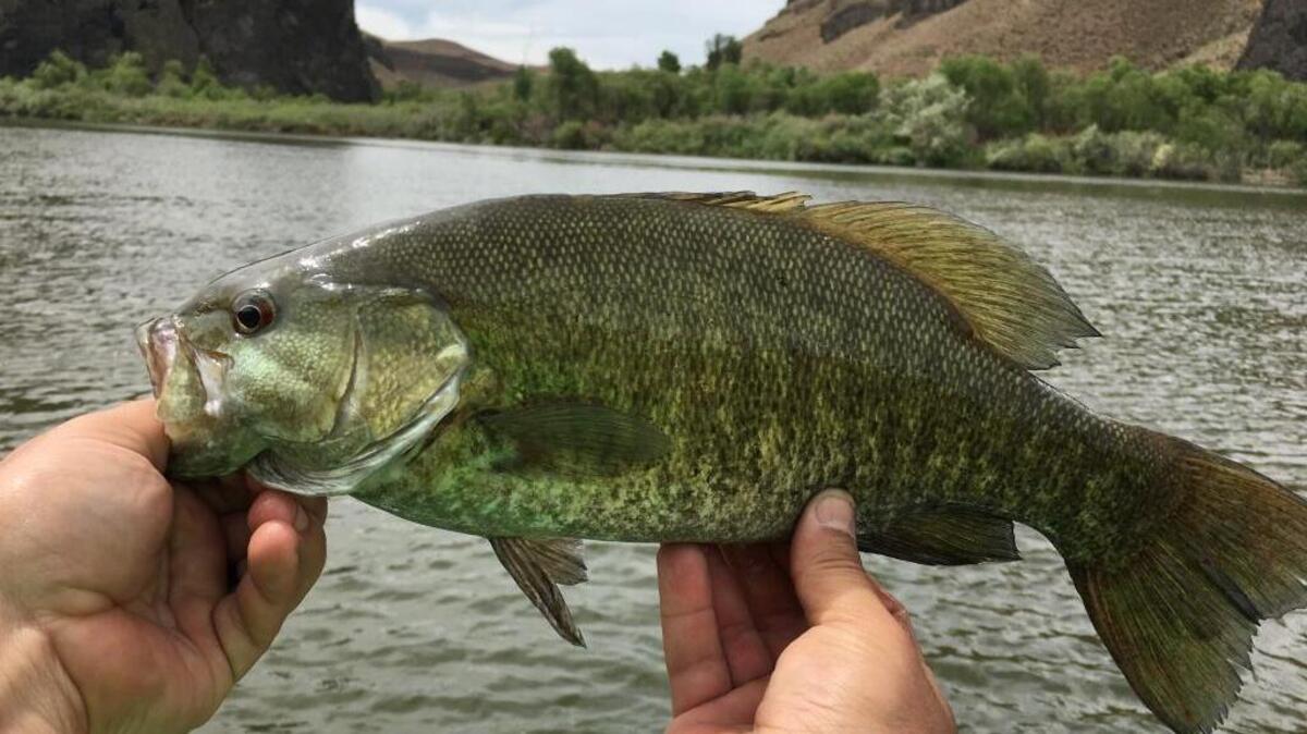 Snake River smallmouth bass.